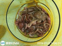 바다낚시 > 점주선장조황 > 돌문어 씨알 굿 마릿수도 굿
