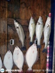 (西)서해조황 - 7,15 격포새천년호 80,70싸이즈농어와 광어
