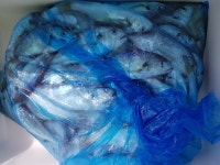 바다낚시 > 점주선장조황 > 8/27 오천 비엔나호 백조기 빗속에서도 굿조황~!