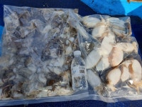 바다낚시 > 점주선장조황 > 9/11 오천 비엔나호 쭈와갑 조황