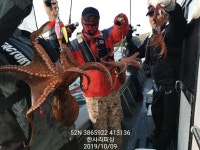 바다낚시 > 점주선장조황 > ((한사리))쭈꾸미출조 주말부터 환상적인물때가 돌아옵니다!!