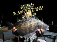 바다낚시 > 점주선장조황 > ((한사리))두미산 5짜 대물감성돔.4짜급들!(일요일출조예약중!)