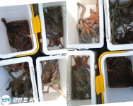 바다낚시 > 점주선장조황 > 원도권/통영권돌문어 고고고 /토ㆍ일~쭉~쭉 예약가능