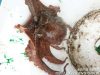 바다낚시 > 점주선장조황 > (돌문어)사량도 주간  야간 쩍쩍 붙습니다~