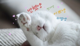 냥스타그램 들여다보니 어느새 나도 애묘인 [스토리텔링] | 비주얼다이브