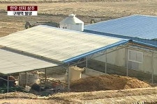 전국적 한우산지 상주에도 구제역