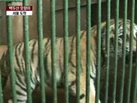 백두산 호랑이 서울 도착…이르면 다음 주 공개