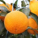 [wshop] [대진작목반] 한라봉 5kg(26-30과) 가정용 5709784 | 홈쇼핑모아 [wshop] [대진작목반] 한라봉 5kg(26-30과) 가정용 5709784