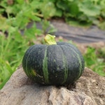 [wshop] 지장샘 제주 미니 단호박 보우짱 특품 8kg(18~25개) 7093088 | 홈쇼핑모아 [wshop] 지장샘 제주 미니 단호박 보우짱 특품 8kg... 