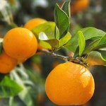 [wshop] 제주연가 하우스감귤 2kg(중소과) 7170762 | 홈쇼핑모아 [wshop] 제주연가 하우스감귤 2kg(중소과) 7170762