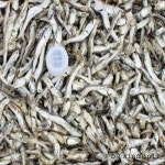 [wshop] [RGM59719]설레이는 맛 다시멸치 1 5kg 통영멸치 대멸치... [RGM59719]설레이는 맛 다시멸치 1 5kg 통영멸치 대멸치 4838500