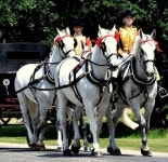 英왕실 떠나 목장으로…엘리자베스 여왕 15년 함께한 백마 은퇴 | 한국경제TV 英왕실 떠나 목장으로…엘리자베스 여왕 15년 함께한 백마 은퇴