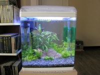 [진품가품] 기타(| Other Brand |) / 라이프 - (잡담)열대어 입양!!오늘하루 울고, 웃고ㅎㅎ : 필웨이 (FEELWAY)