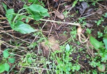 [진품가품] 샤넬(CHANEL) / 가방/핸드백 - 안녕하세요 천사입니다.충북 괴산에서 심을 많이 봐왔네요. : 필웨이 (FEELWAY)