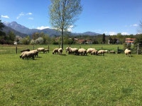 Ray Ban 34070 Mcgaughys « Heritage Malta