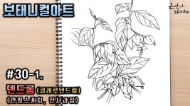 덴드롱(클레로덴드럼) 그리기 (꽃드로잉 - 꽃그림 기초강좌) 연필전사과정 - kakaoTV [보태니컬아트] #30-1. 덴드롱(클레로덴드럼) 그리기... 