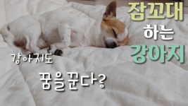 강아지도 꿈을꾼다? 잠꼬대 하는 강아지 #강아지 #치와와 #반려동물 #잠꼬대 - kakaoTV 강아지도 꿈을꾼다? 잠꼬대 하는 강아지 #강아지 #치와와... 