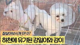 하천에 유기된 강일이와 강이 [잘살아보시개] 7회 - kakaoTV 하천에 유기된 강일이와 강이 [잘살아보시개] 7회