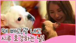 때 빼고 광내고! 시루 호강하던 날 [땡큐 베이비 독] 8회 - kakaoTV 때 빼고 광내고! 시루 호강하던 날 [땡큐 베이비 독] 8회