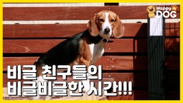 [귀여운 강아지 소개 | 해피독TV HappyDogTV][EN] - kakaoTV 비글을 소개합니다!! [귀여운 강아지 소개 | 해피독TV HappyDogTV][EN]