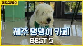 귀여운 우리집 댕댕이와 함께 가기 좋은 제주카페 BEST5 - kakaoTV 귀여운 우리집 댕댕이와 함께 가기 좋은 제주카페 BEST5