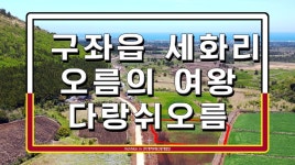 🙌【그리움이 담겨있는 풍경속 다랑쉬오름이 있는 구좌읍 세화리로... 담겨있는 풍경속 다랑쉬오름이 있는 구좌읍 세화리로 가보자.】