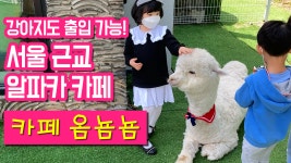 알파카 카페 옴뇸뇸 서울 근교 남양주 카페 - kakaoTV 알파카 카페 옴뇸뇸 서울 근교 남양주 카페
