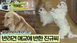 복똥이&말똥이 애교에 반한 진규 씨 [잘살아보시개 시즌2] 33회 - kakaoTV 복똥이&말똥이 애교에 반한 진규 씨 [잘살아보시개 시즌2] 33회