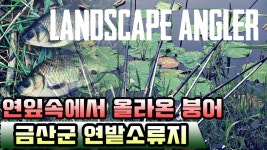 [풍낚] 붕어낚시 연밭 소류지 붕어 - kakaoTV [풍낚] 붕어낚시 연밭 소류지 붕어