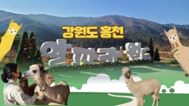 강원도여행, 홍천 알파카월드! - kakaoTV 강원도여행, 홍천 알파카월드! 