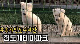 진도에 오면 들러보세요 진도개테마파크 - kakaoTV 진도에 오면 들러보세요 진도개테마파크