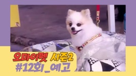 [12회 예고] 오 마이펫 시즌2, 6월 18일 (목) 밤 11시 - kakaoTV [12회 예고] 오 마이펫 시즌2, 6월 18일 (목) 밤 11시