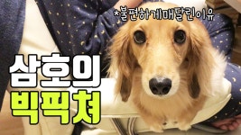 닥스훈트 강아지 삼호가 자꾸 컴퓨터 책상에 올라오는 이유는? - kakaoTV 닥스훈트 강아지 삼호가 자꾸 컴퓨터 책상에 올라오는 이유는?