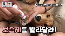 우리도 안바르는 보습제 바르는 닥스훈트 강아지 일호와 삼호! 덤으로... 보습제 바르는 닥스훈트 강아지 일호와 삼호! 덤으로 고양이 이호까지!