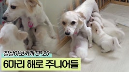 귀염뽀짝! 6마리의 해로 주니어들 [잘살아보시개 시즌2] 25회 - kakaoTV 귀염뽀짝! 6마리의 해로 주니어들 [잘살아보시개 시즌2] 25회