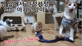 뱀 앞에서 인정사정 없는 아기고양이 - kakaoTV 뱀 앞에서 인정사정 없는 아기고양이