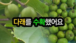 22.소소(少少)한 다래수확, 소소(小小)한 재미 - kakaoTV 22.소소(少少)한 다래수확, 소소(小小)한 재미