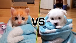 새끼고양이 아기강아지 애교배틀! - kakaoTV 새끼고양이 아기강아지 애교배틀!