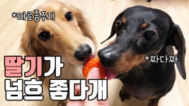 침나오는 딸기 먹방을 보여주는 닥스훈트 강아지 일호와 삼호 - kakaoTV 침나오는 딸기 먹방을 보여주는 닥스훈트 강아지 일호와 삼호