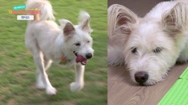 [펫닥터] 장애가 있는 땡칠이의 새로운 발걸음 - kakaoTV [펫닥터] 장애가 있는 땡칠이의 새로운 발걸음