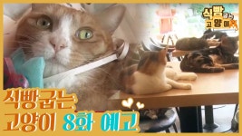 [8회 예고] 식빵굽는 고양이, 고양이 파라다이스 & 후자마비 탄이의 희망 메시지 - kakaoTV [8회 예고] 식빵굽는 고양이, 고양이 파라다이스... 