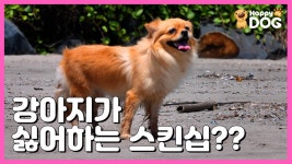 | 해피독TV HappyDogTV][EN] - kakaoTV 강아지가 싫어하는 스킨십?? [무엇이든 물어보 개! | 해피독TV HappyDogTV][EN]