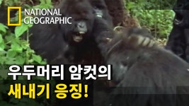 와일드 파이트 클럽 5 - kakaoTV 와일드 파이트 클럽 5