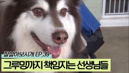 견공들의 그루밍을 책임지는 선생님들의 손길 [잘살아보시개 시즌2] 39회 - kakaoTV 견공들의 그루밍을 책임지는 선생님들의 손길... 