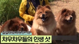 화창한 날, 차우차우들의 인생샷 [잘살아보시개 시즌2] 18회 - kakaoTV 화창한 날, 차우차우들의 인생샷 [잘살아보시개 시즌2] 18회