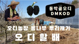 오디농장 뽕나무뿌리캐기 - kakaoTV 오디농장 뽕나무뿌리캐기