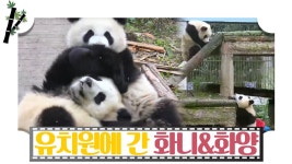 유치원에 간 판다, 화니와 화양 [판다극장] 7회 - kakaoTV 유치원에 간 판다, 화니와 화양 [판다극장] 7회