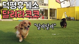 강아지 운동장에 다녀왔어요 ㅣ덕평휴게소 애견테마파크 - kakaoTV 강아지 운동장에 다녀왔어요 ㅣ덕평휴게소 애견테마파크