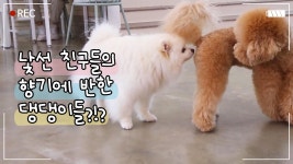 ✨이 구역의 인싸✨ 좋은 향기(?)를 풍기는 댕댕이의 일상😍ㅣ브이로그(vlog)ㅣ페페로그 1화 - kakaoTV ✨이 구역의 인싸✨ 좋은 향기(?)를... 