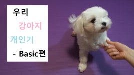 [일상] 강아지랑 놀기, 개인기 뽐내기- Basic 편 - kakaoTV [일상] 강아지랑 놀기, 개인기 뽐내기- Basic 편 